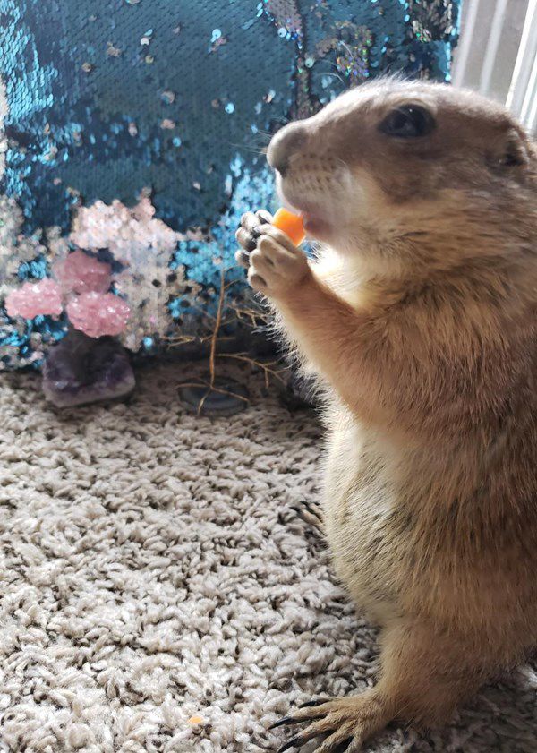 🏆 First place critter: Jasper the Prairie Dog